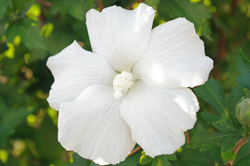 Weiße Hibiskus Nahaufnahme © Christiane