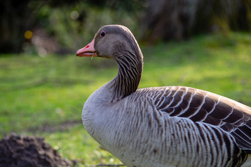 Gans mit Blick zur Seite