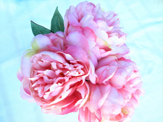 Pink and white peonies in a vase on a white background