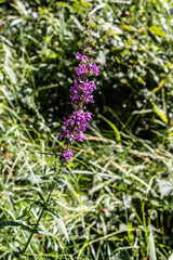 Violett blossoms in the vale of the beck Wandse
