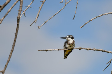 Pied Kingfisher