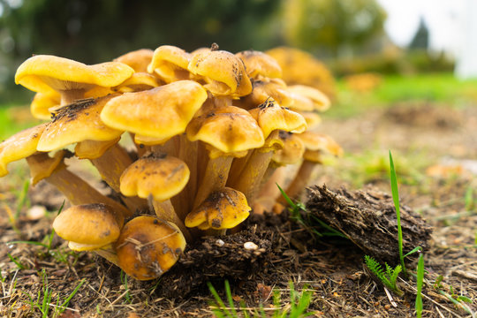 Cluster of orange and brown mushrooms growing on ground in autumn