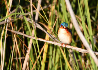 Malachite Kingfisher
