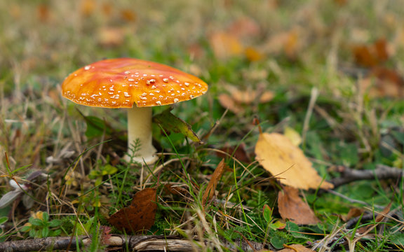 Little red mushroom with white spots on grass in autumn with copy space