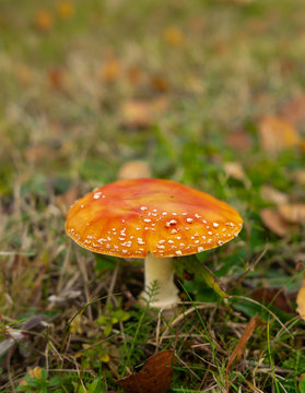 Single red mushroom with white spots on grass in autumn with copy space