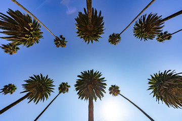 Palm trees and sky in Los Angeles © blvdone