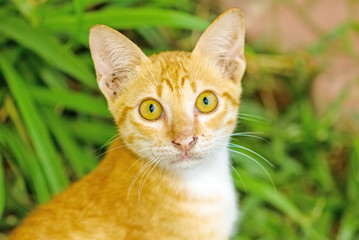 Multi-colored cat and yellow stripes with yellow eyes( Striped not purebred kitten. Small predator. Small cat) sit on floor