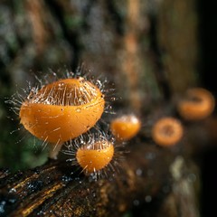 macro nature picture of Cookeina Tricholoma mushroom