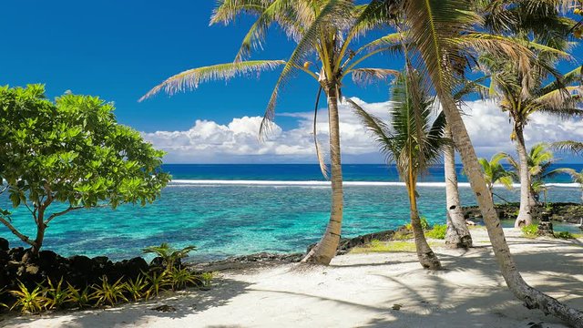 Tropical vibrant beach on Samoa Island with palm trees