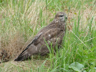 Bussard