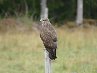 Bussard