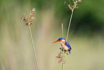 Malachite Kingfisher