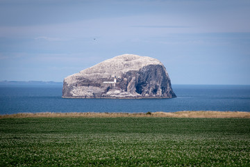 Bass Rock Gannets Firth of Forth - 219662970