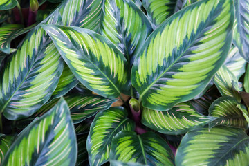 Philodendron sp. or Setthimisap background pattern © Krisda