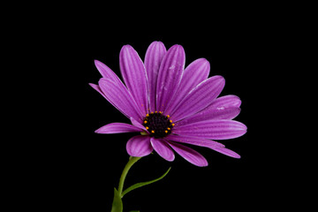 beautiful orange osteospermum or african daisy flower isolated on black