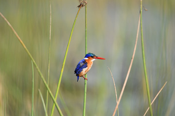 Malachite Kingfisher