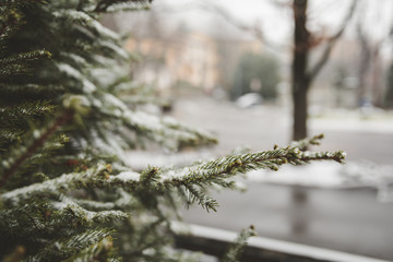 Winter snow nature with blurry background
