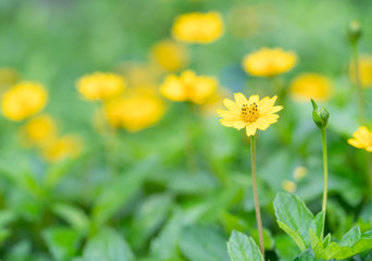 Singapore dailsy with green leaf. Little yellow star flower, Singapore dailsy, Melampodium Divaricatum with leaf green background and copy space
