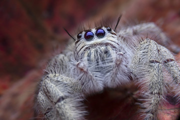 Hyllus Keratodes Jumping Spider hunter animal looking camera on dry leave in the nature.