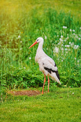 Stork on the Grass