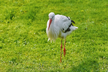 Stork on the Grass