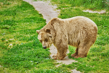 Brown Bear on Grass