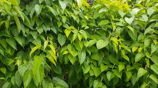 Dolly shot peel of sacha inchi, mani or star inca peas in garden on day noon light. Using gimbal equipment to shoot this footage.