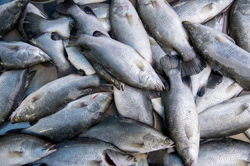 Seabass, cooked several ways and is delicious sold in the market mornings, Songkhla province Thailand country of healthy foods