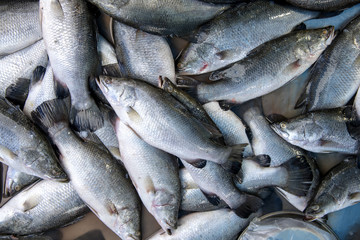 Seabass, cooked several ways and is delicious sold in the market mornings, Songkhla province Thailand country of healthy foods