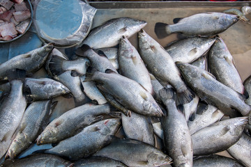 Seabass, cooked several ways and is delicious sold in the market mornings, Songkhla province Thailand country of healthy foods