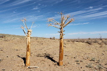 Dried plants growing on deserted area near Aydarkul lake in Uzbekistan