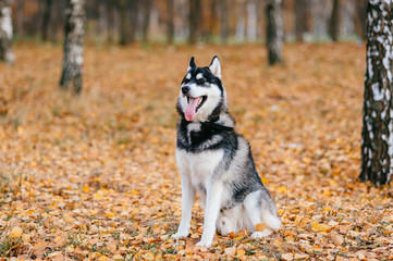 Closeup portrait of lovely fluffy mammal grey husky puppy with brown eyes. Beautiful adorable furry little dog at nature in autumn. Cute breeding pet have fun outdoor. Lonely wolfish carnivore animal.