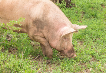 Pig digging in grassy soil - Pig rooting for food