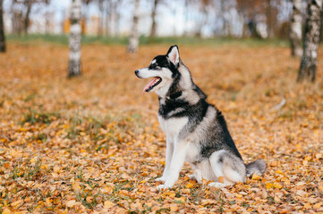 Closeup portrait of lovely fluffy mammal grey husky puppy with brown eyes. Beautiful adorable furry little dog at nature in autumn. Cute breeding pet have fun outdoor. Lonely wolfish carnivore animal.