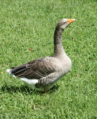 Obraz premium Father Goose