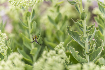 wasp spider in the garden