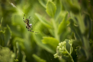 Fototapeta premium wasp spider in the garden