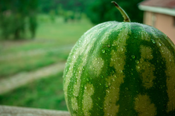 Green watermelon on grass or growing watermelon in garden.