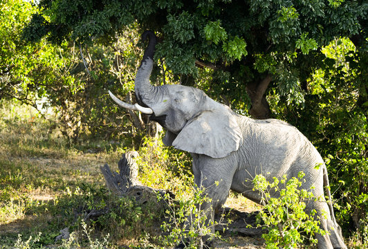 Elephant in Chobe National Park Botswana