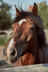 Beautiful brown horse, close-up of muzzle, cute look, mane, background of running field, corral, trees