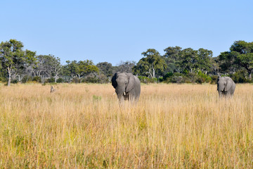 Elephant in Chobe National Park Botswana