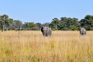 Fototapeta premium Elephant in Chobe National Park Botswana