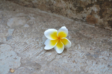 Fototapeta na wymiar Plumeria Chafa yellow white beautiful blossom bloomed flower fallen