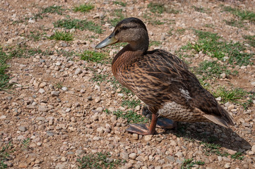 Beautiful close up shot of a female duck in wonderful light
