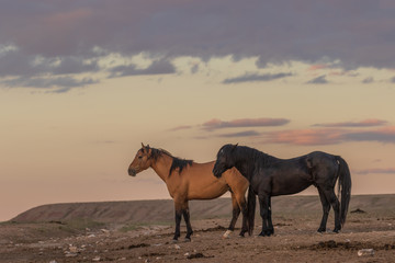 Fototapeta na wymiar Wild Horses in the Utah Desert