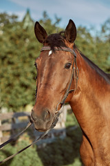 Obraz premium Beautiful brown horse, close-up of muzzle, cute look, mane, background of running field, corral, trees