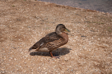 Beautiful close up shot of a female duck in wonderful light