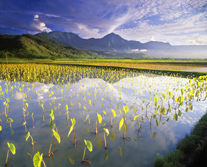 Taro plants reflection in water near Hanalei, Kauai