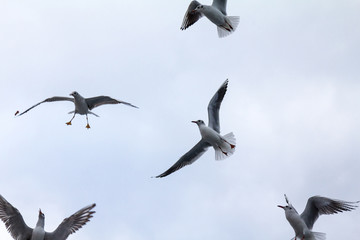 Flock of European seagulls flying with a grey sky in background. These specy of gulls, Laridae family, is extremely common among the birds on the seas of Europe.