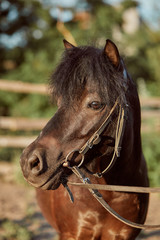 Beautiful brown pony, close-up of muzzle, cute look, mane, background of running field, corral, trees